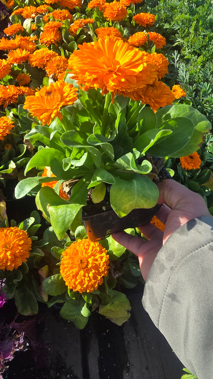 Calendula Officinalis Orange King plant in 4 inch pot - Get similar - 🪴 Voelk Art & Plants Inc 🪴
