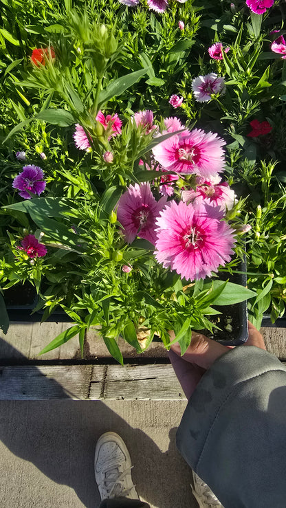 Carnation Clove Dianthus caryophyllus flower flower Pink White 4 inch pot - Get similar - 🪴 Voelk Art & Plants Inc 🪴