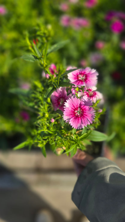 Carnation Clove Dianthus caryophyllus flower flower Pink White 4 inch pot - Get similar - 🪴 Voelk Art & Plants Inc 🪴
