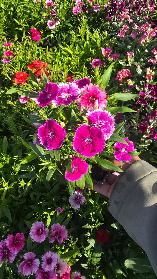 Carnation Clove Dianthus caryophyllus flower flower Pink White 4 inch pot - Get similar - 🪴 Voelk Art & Plants Inc 🪴
