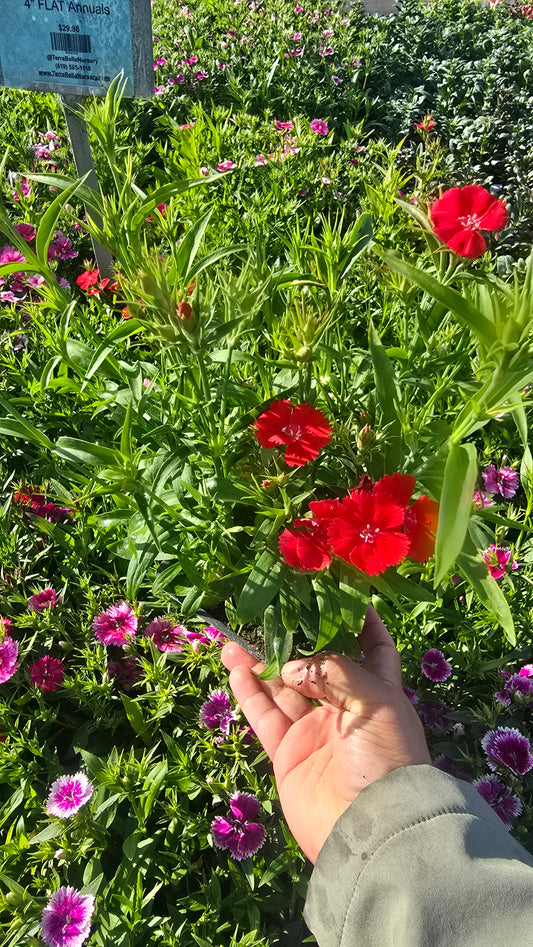 Carnation Clove Dianthus caryophyllus flower flower super red 4 inch pot - Get similar - 🪴 Voelk Art & Plants Inc 🪴