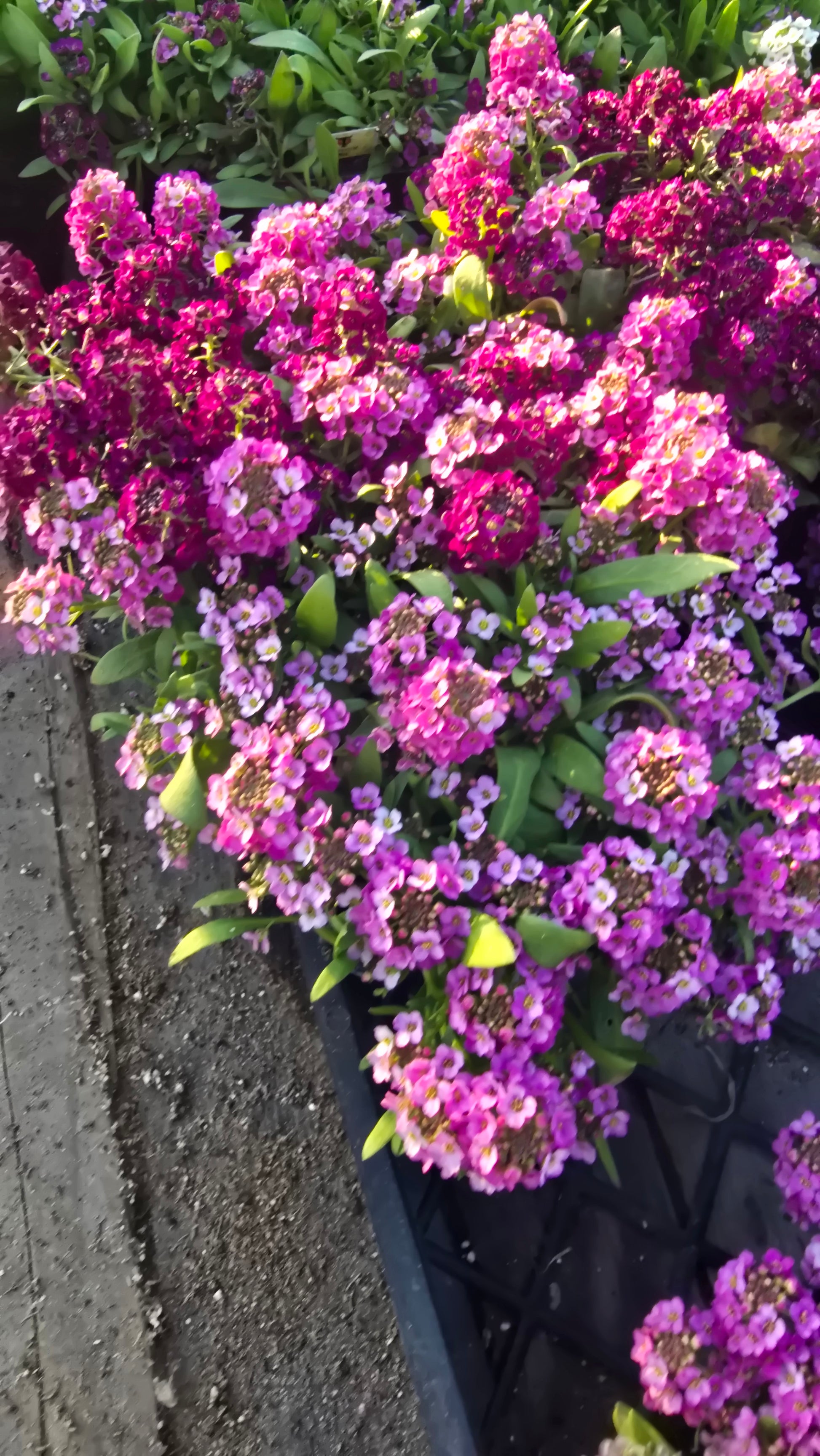 Allysum Honey Sweet Flower Purple color in 4 inch pot- Get similar 1, 10 or 20 pots - 🪴 Voelk Art & Plants Inc 🪴