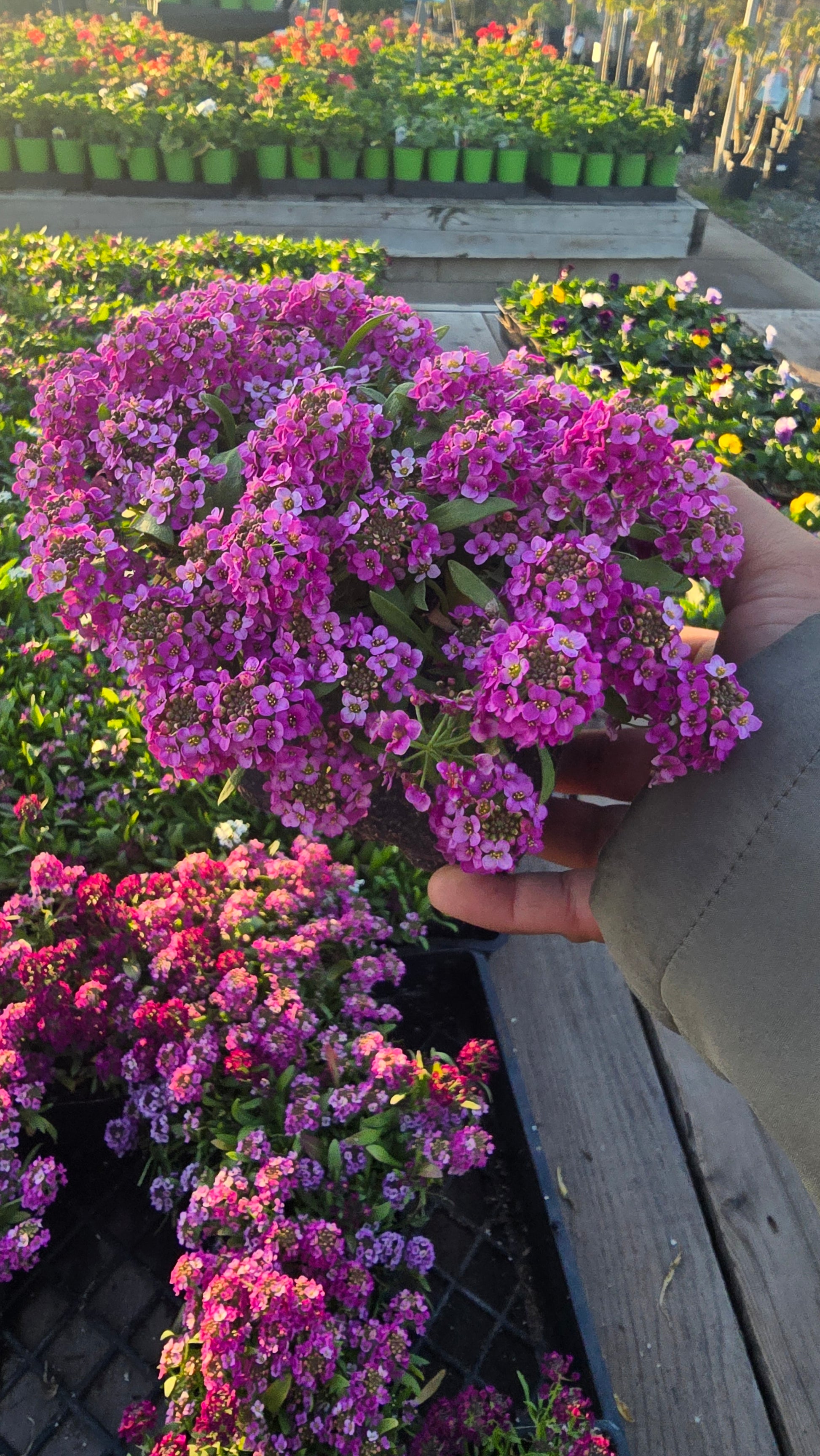 Allysum Honey Sweet Flower Purple color in 4 inch pot- Get similar 1, 10 or 20 pots - 🪴 Voelk Art & Plants Inc 🪴