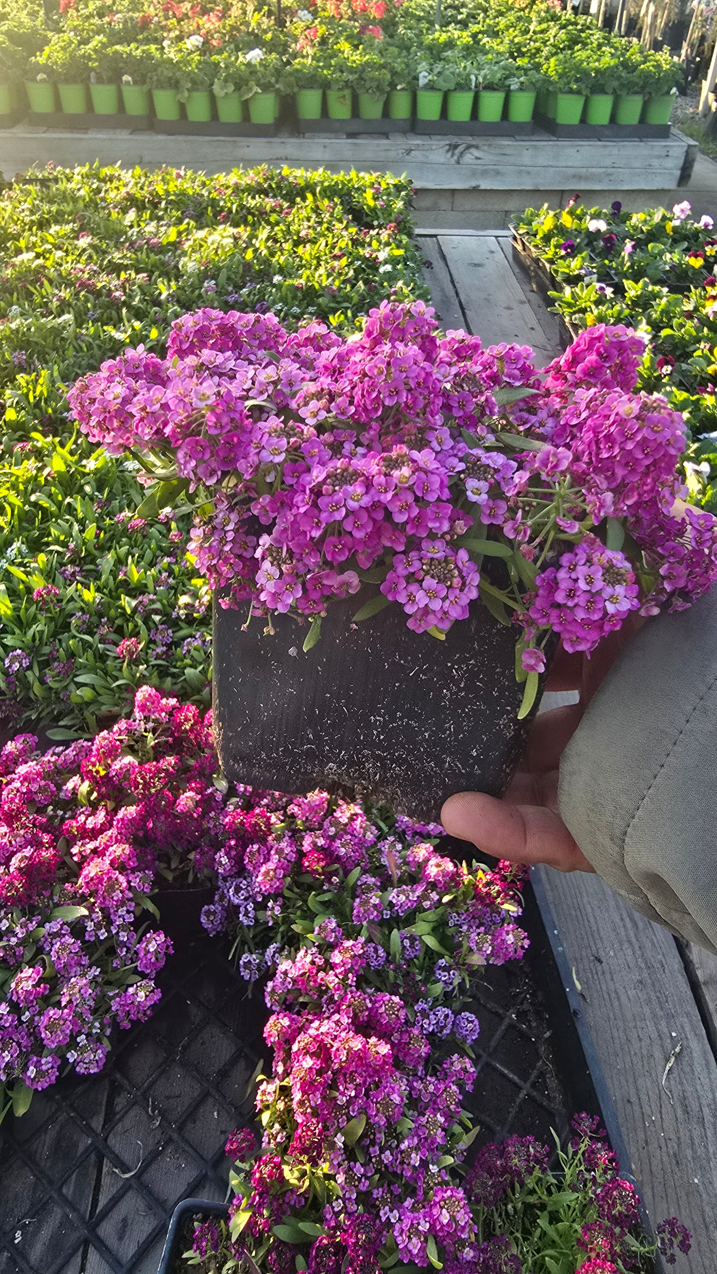 Allysum Honey Sweet Flower Purple color in 4 inch pot- Get similar 1, 10 or 20 pots - 🪴 Voelk Art & Plants Inc 🪴