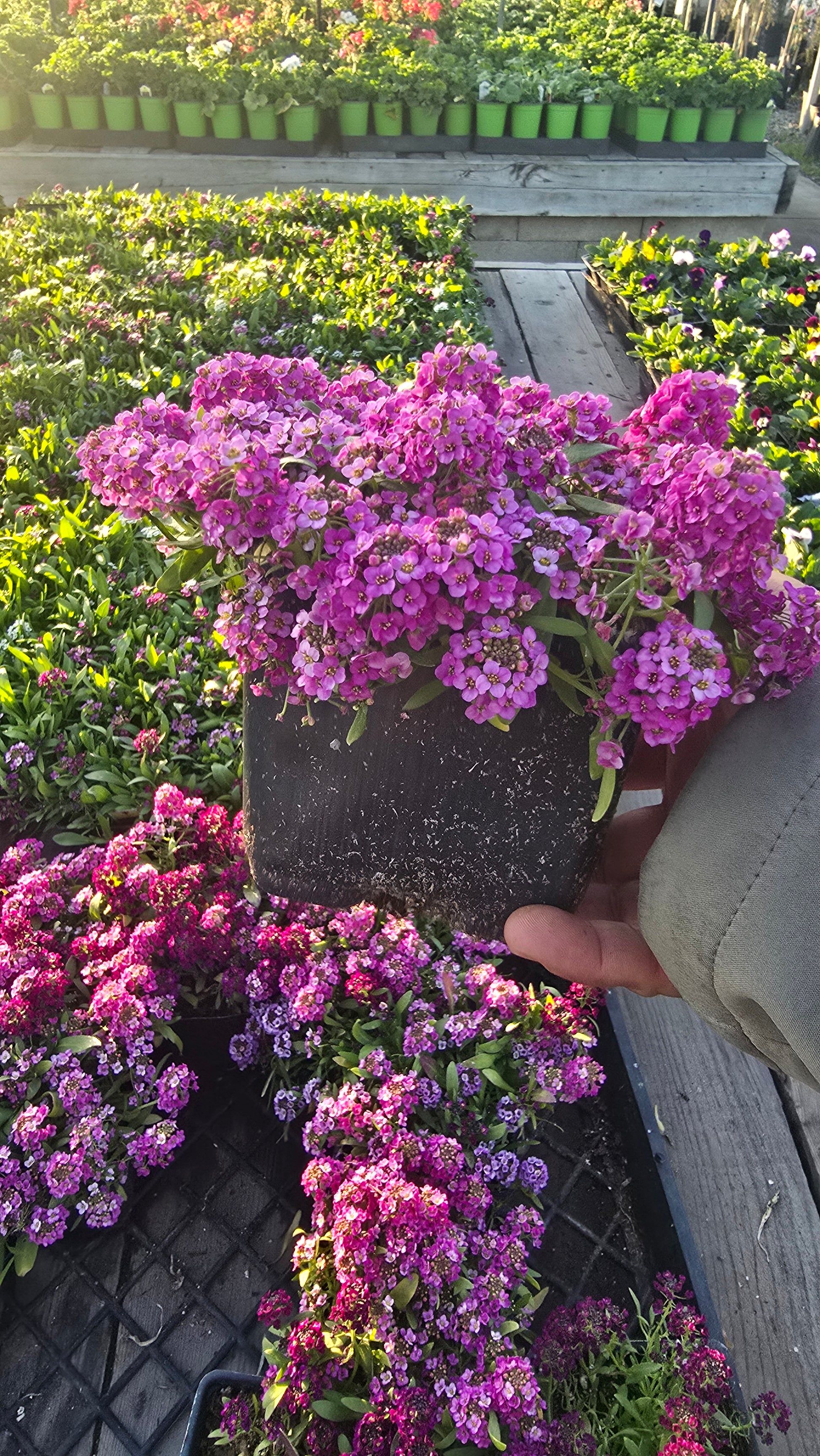 Allysum Honey Sweet Flower Purple color in 4 inch pot- Get similar 1, 10 or 20 pots - 🪴 Voelk Art & Plants Inc 🪴