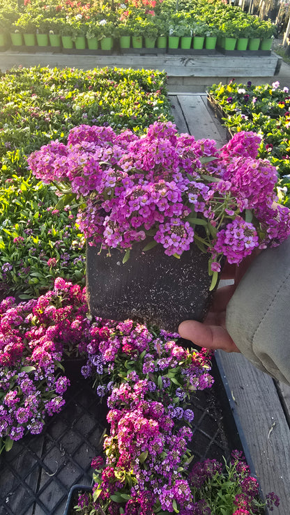 Allysum Honey Sweet Flower Purple color in 4 inch pot- Get similar 1, 10 or 20 pots - 🪴 Voelk Art & Plants Inc 🪴