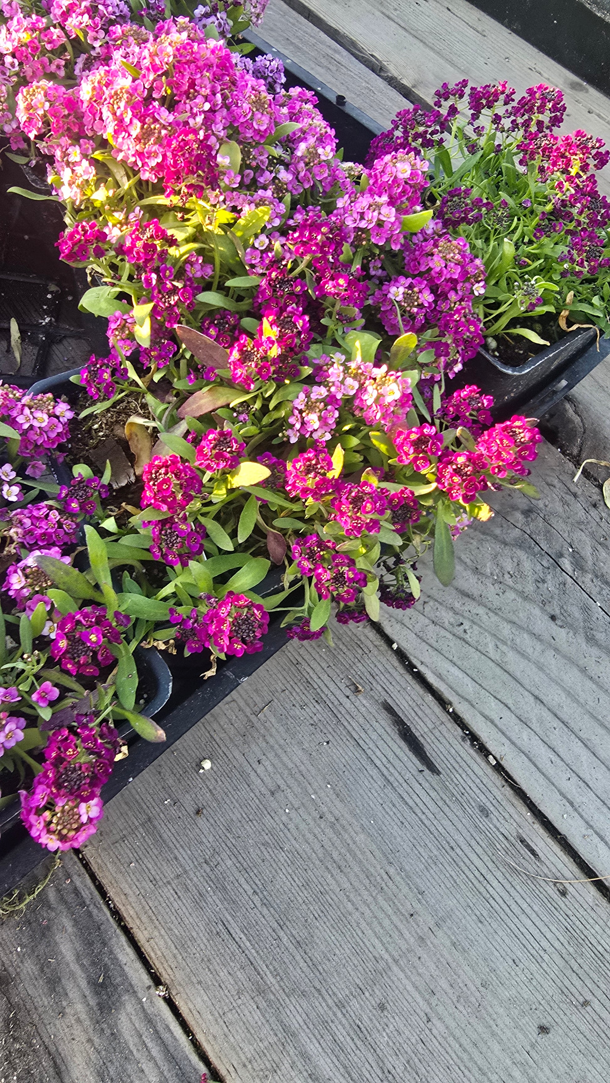 Allysum Honey Sweet Flower Purple color in 4 inch pot- Get similar 1, 10 or 20 pots - 🪴 Voelk Art & Plants Inc 🪴