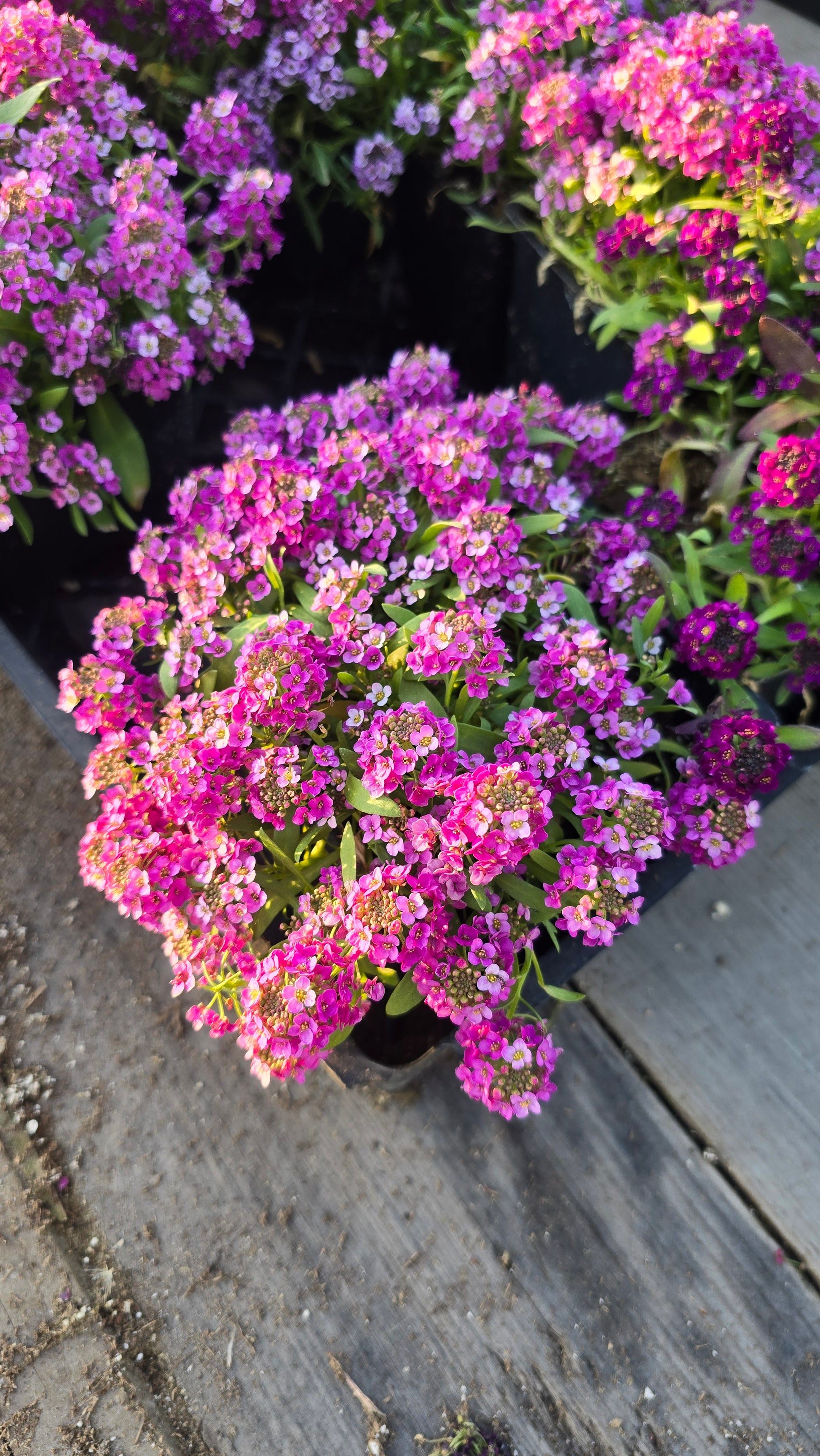 Allysum Honey Sweet Flower Purple color in 4 inch pot- Get similar 1, 10 or 20 pots - 🪴 Voelk Art & Plants Inc 🪴