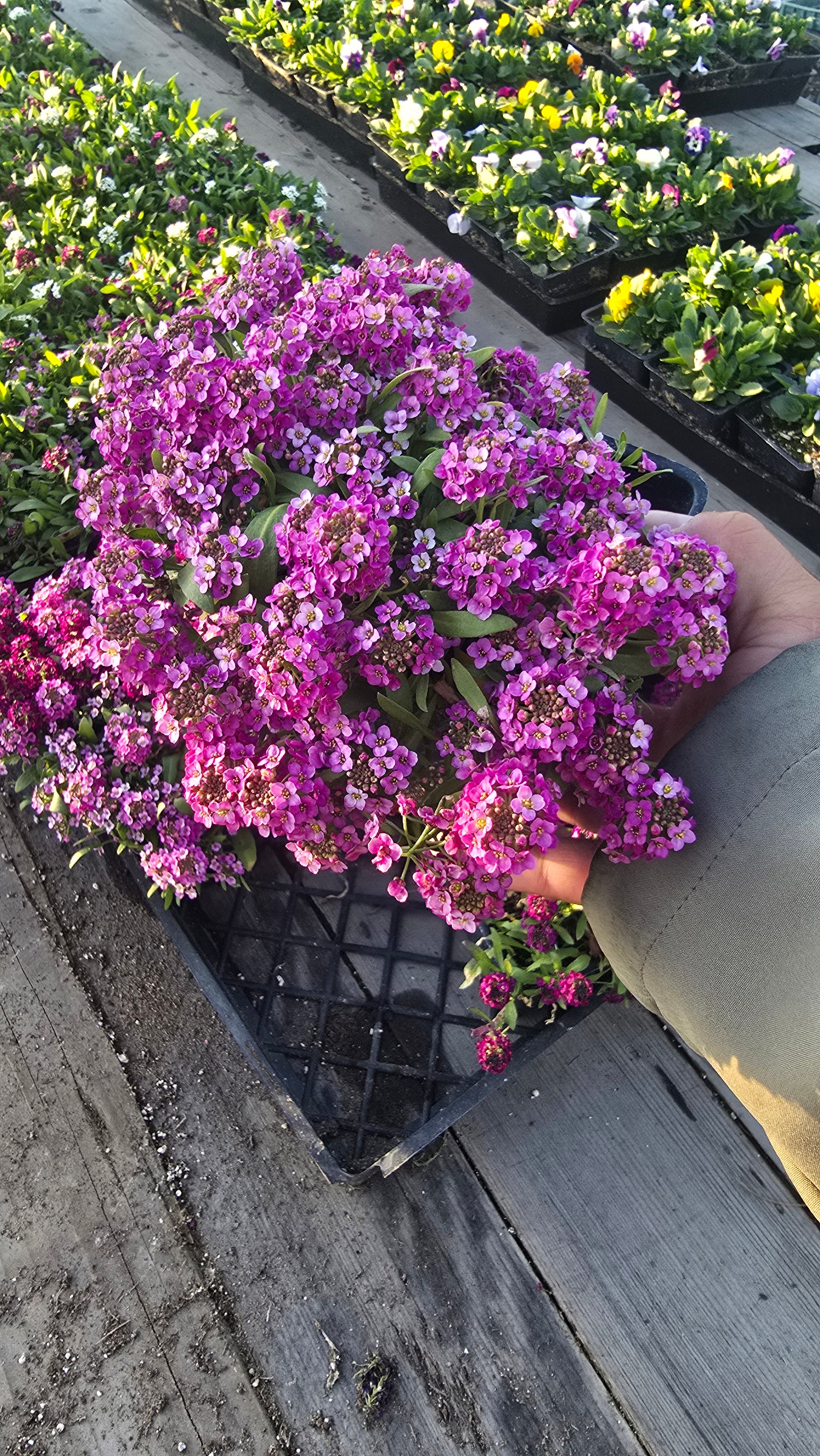 Allysum Honey Sweet Flower Purple color in 4 inch pot- Get similar 1, 10 or 20 pots - 🪴 Voelk Art & Plants Inc 🪴