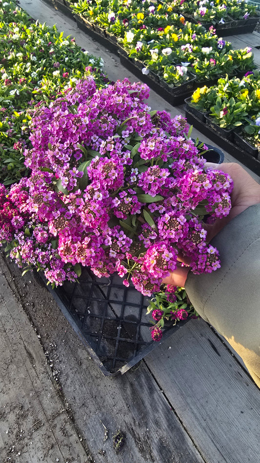 Allysum Honey Sweet Flower Purple color in 4 inch pot- Get similar 1, 10 or 20 pots - 🪴 Voelk Art & Plants Inc 🪴