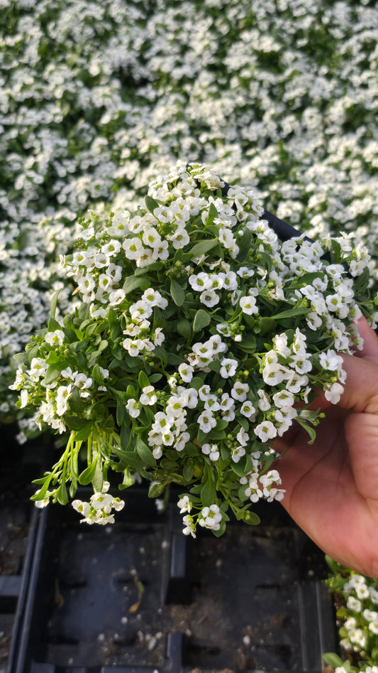 Allysum Honey Sweet Flower White color in 4 inch pot- Get similar 1, 10 or 20 pot - 🪴 Voelk Art & Plants Inc 🪴