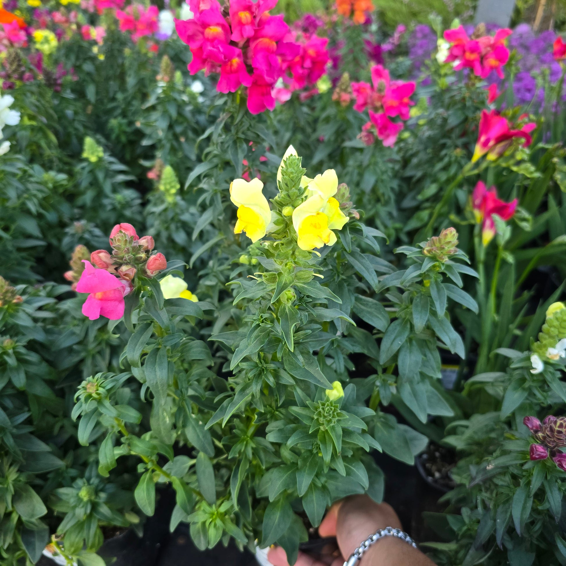 Snapdragon flower mix color 6 inch pot - Get similar - 🪴 Voelk Art & Plants Inc 🪴