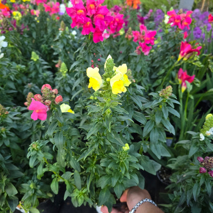 Snapdragon flower mix color 6 inch pot - Get similar - 🪴 Voelk Art & Plants Inc 🪴
