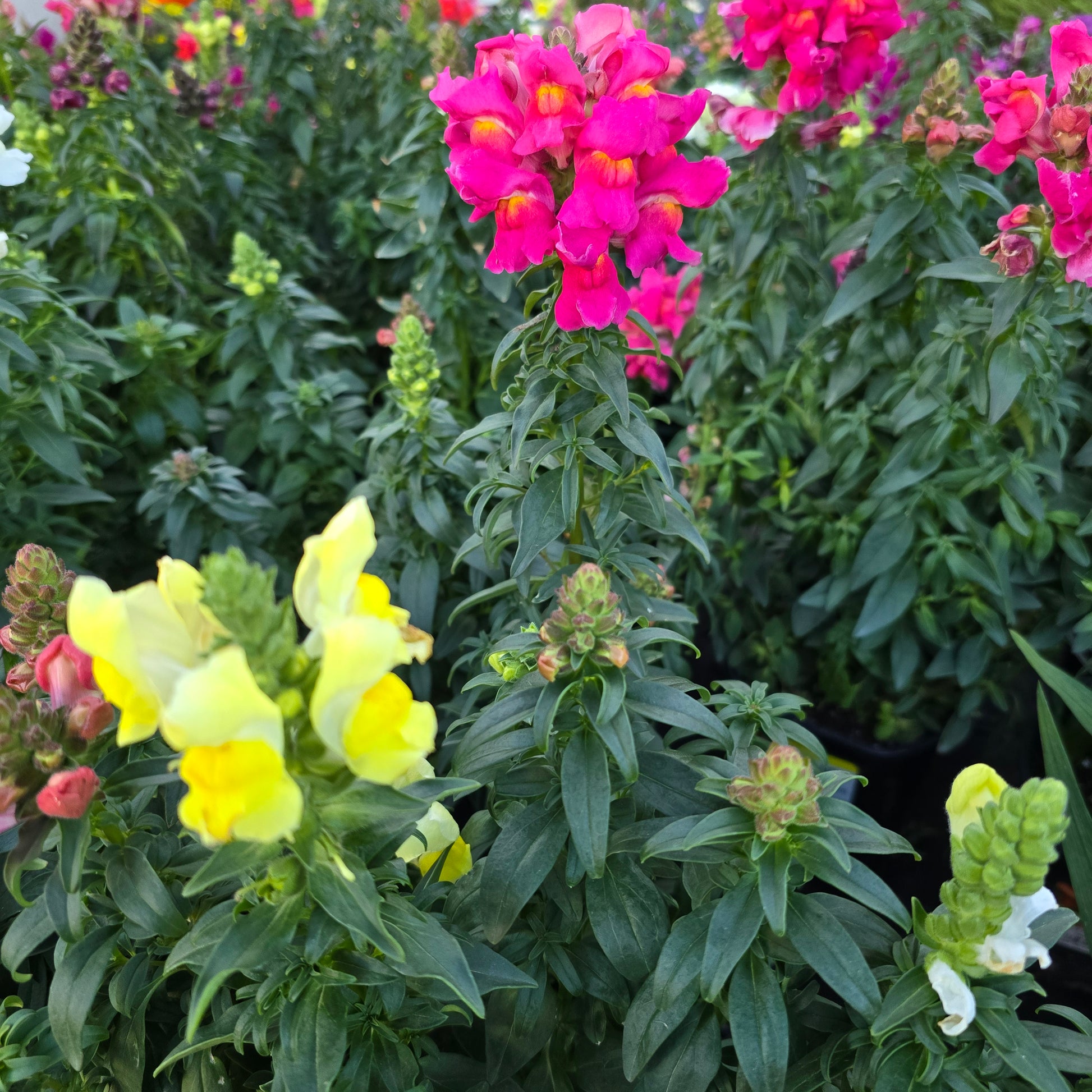 Snapdragon flower mix color 6 inch pot - Get similar - 🪴 Voelk Art & Plants Inc 🪴