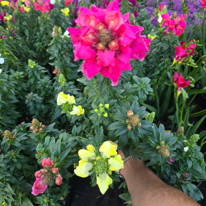 Snapdragon flower mix color 6 inch pot - Get similar - 🪴 Voelk Art & Plants Inc 🪴