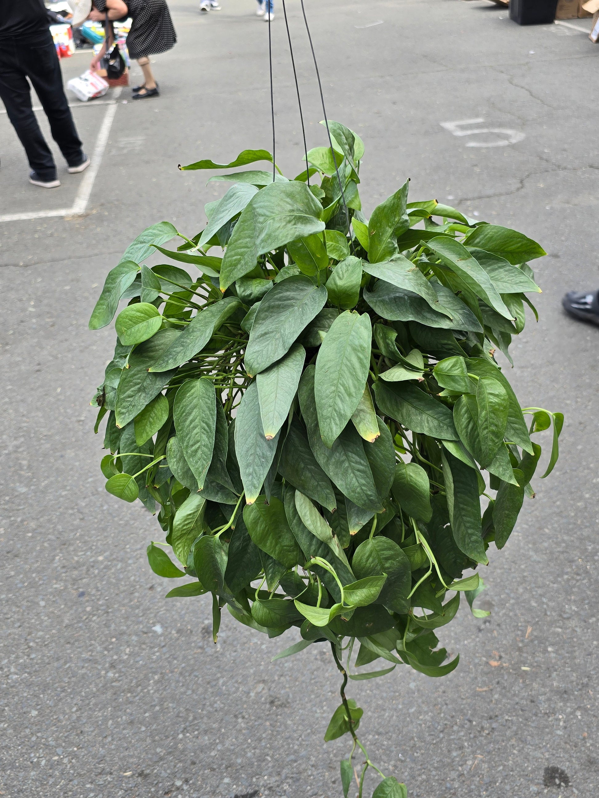 6 inch pothos 6 inch Pot XL Cebu Blue Pothos (Epipremnum Pinnatum)