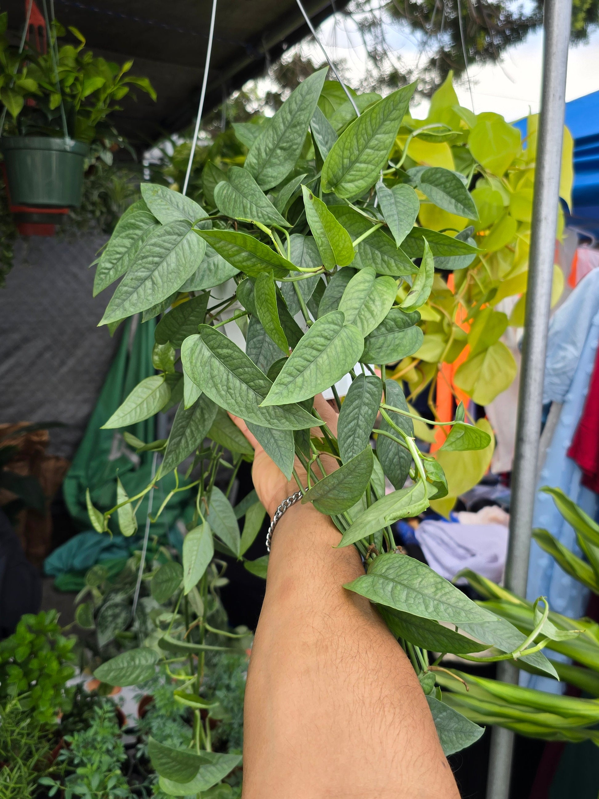 6 inch Pot XL Cebu Blue Pothos (Epipremnum Pinnatum) - Big like the picture! easy care, low light , Get similar to picture - 🪴 Voelk Art & Plants Inc 🪴