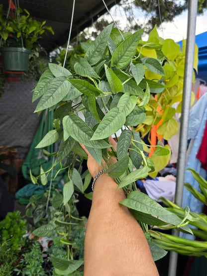 6 inch Pot XL Cebu Blue Pothos (Epipremnum Pinnatum) - Big like the picture! easy care, low light , Get similar to picture - 🪴 Voelk Art & Plants Inc 🪴