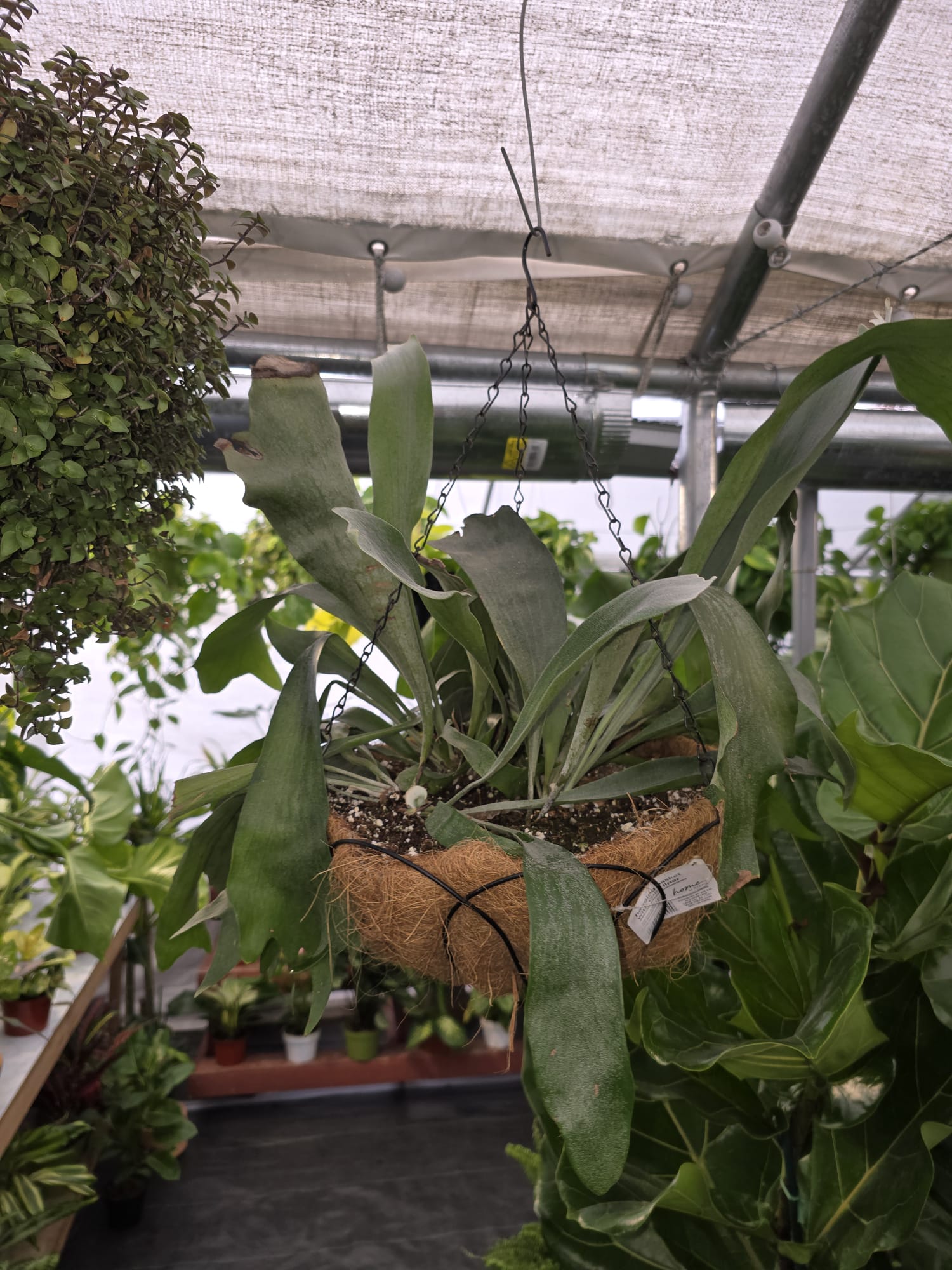10 inch basket-Staghorn Fern- Very full bushy plant -(Cuerno de Venado) Platycerium biforcatum - Exotic Houseplant - Get similar - 🪴 Voelk Art & Plants Inc 🪴