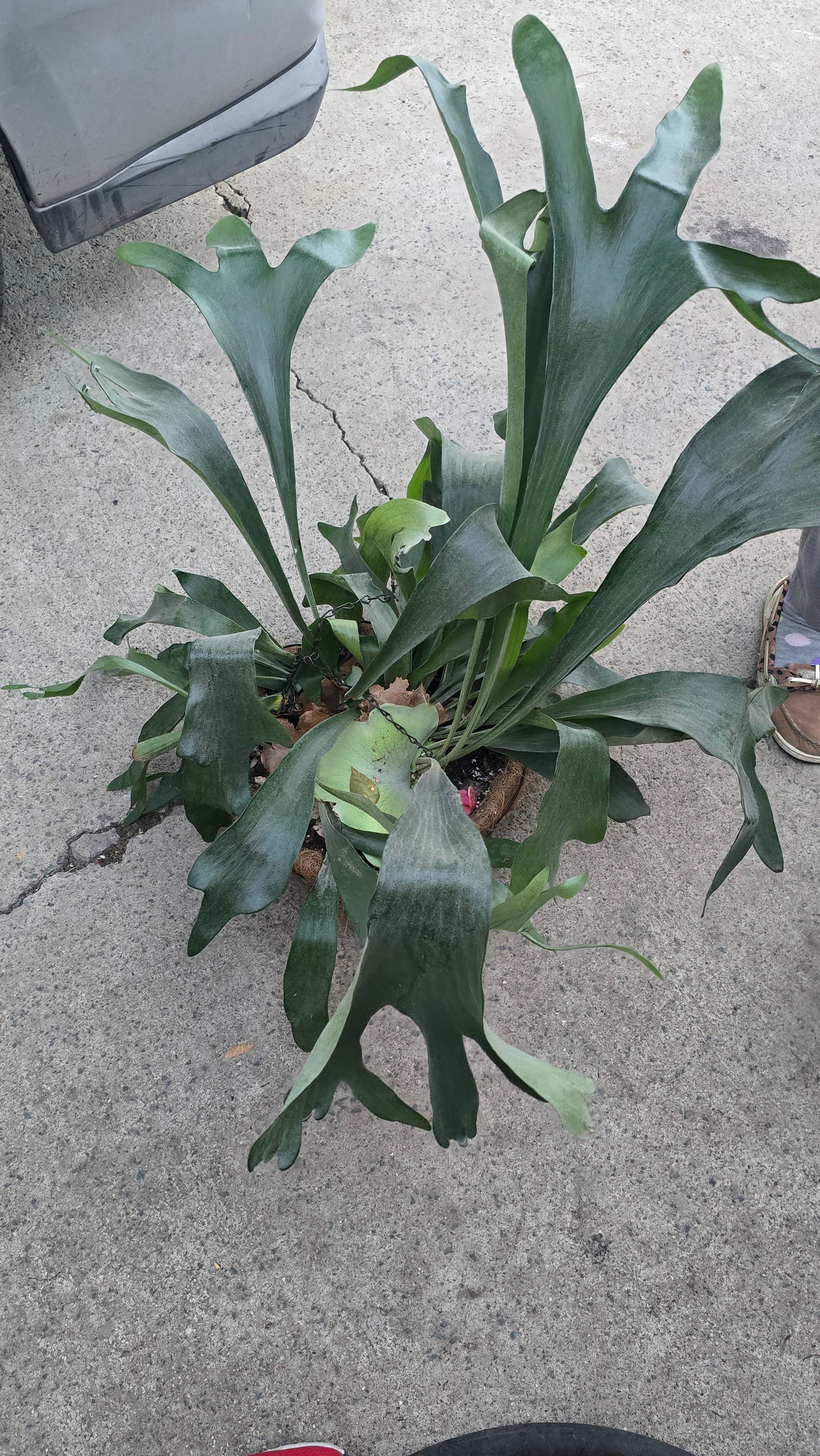 10 inch basket-Staghorn Fern- Very full bushy plant -(Cuerno de Venado) Platycerium biforcatum - Exotic Houseplant - Get similar - 🪴 Voelk Art & Plants Inc 🪴