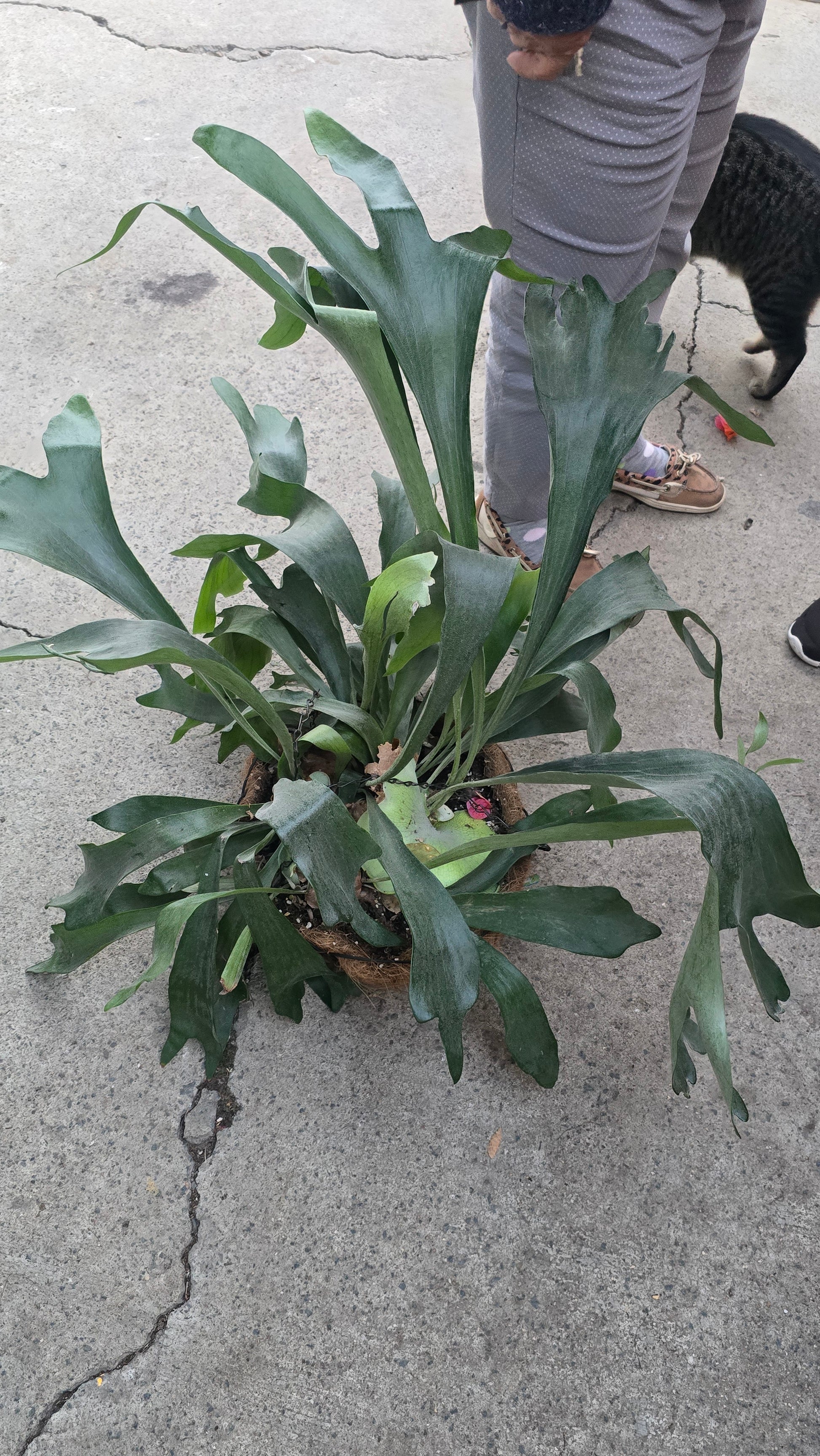 10 inch basket-Staghorn Fern- Very full bushy plant -(Cuerno de Venado) Platycerium biforcatum - Exotic Houseplant - Get similar - 🪴 Voelk Art & Plants Inc 🪴