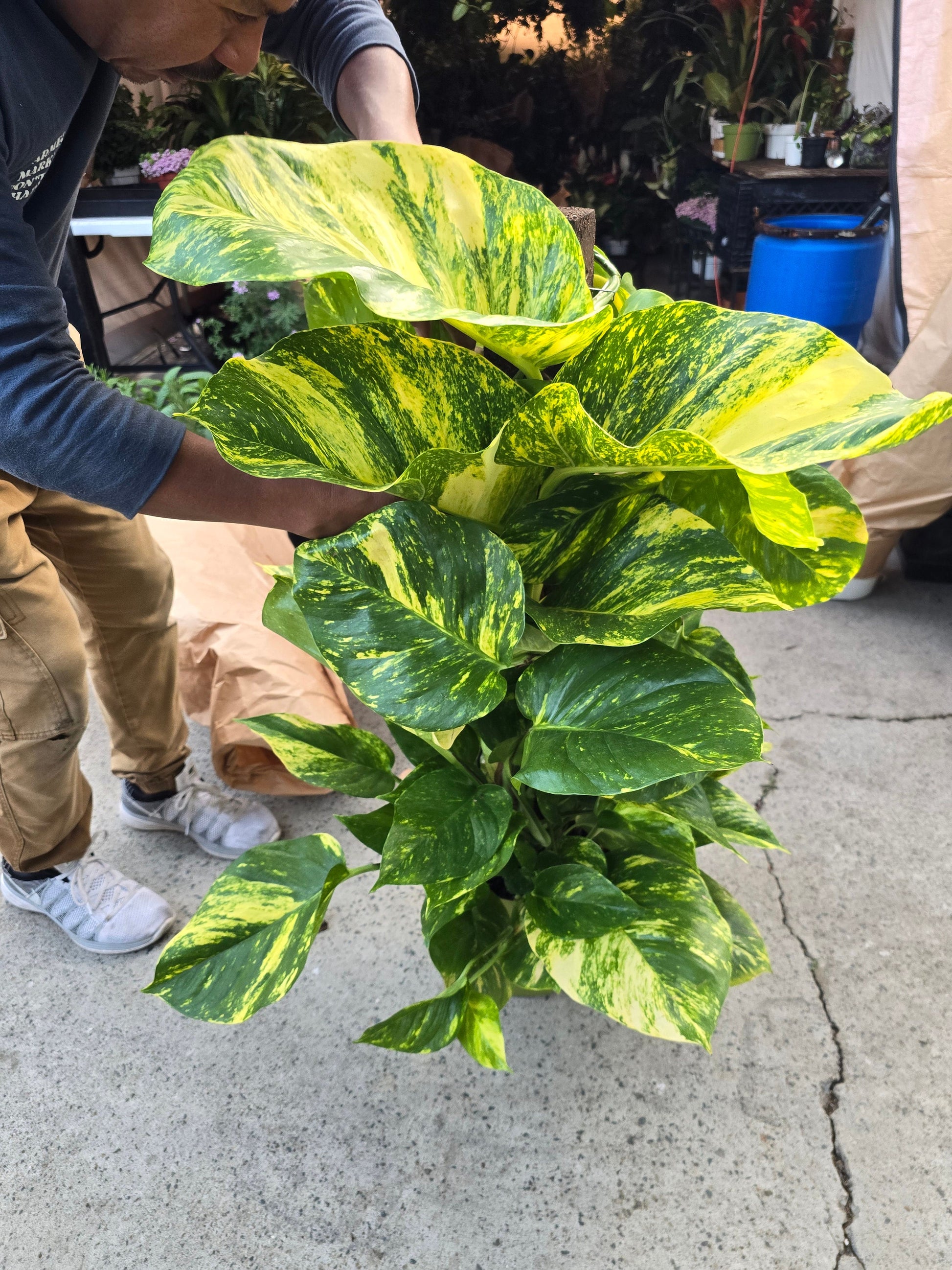 longest pothos plant voelk-art-plants-house-plants -default-title-10-inch-pot-3-5-ft-tall-with-pole-giant-hawaiian-pothos-plant-get-them-just-like-the-picture-in-usa-