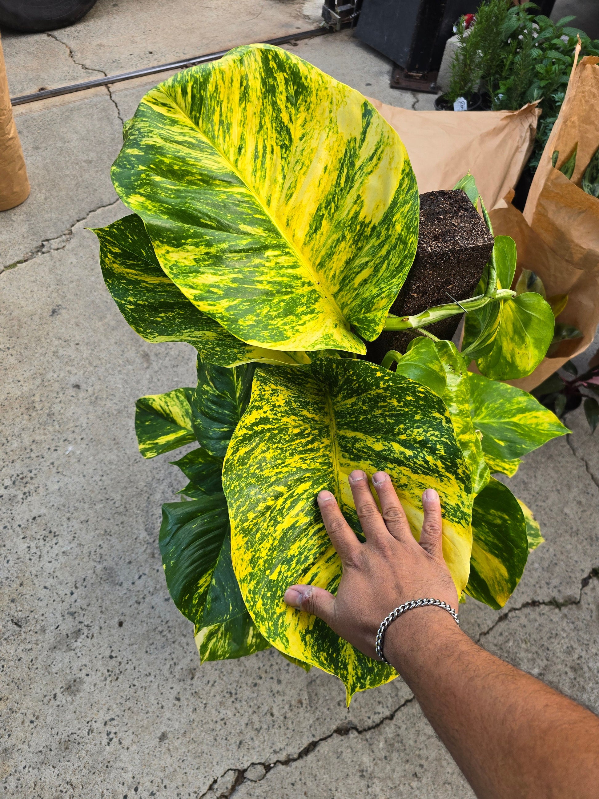 pothos price voelk-art-plants-house-plants-default-title-10-inch-pot-3-5-ft-tall-with-pole-giant-hawaiian- pothos-plant-get-them-just-like-the-picture-in-usa-