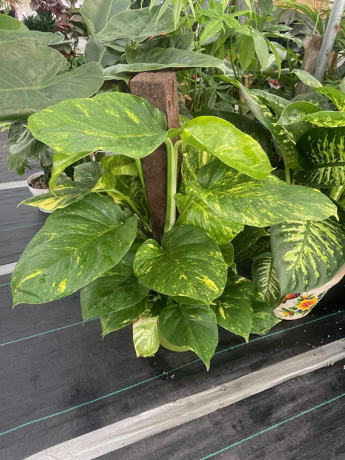 pothos plant outdoor voelk-art-plants-house-plants -default-title-10-inch-pot-3-5-ft-tall-with-pole-giant-hawaiian-pothos-plant-get-them-just-like-the-picture-in-usa-