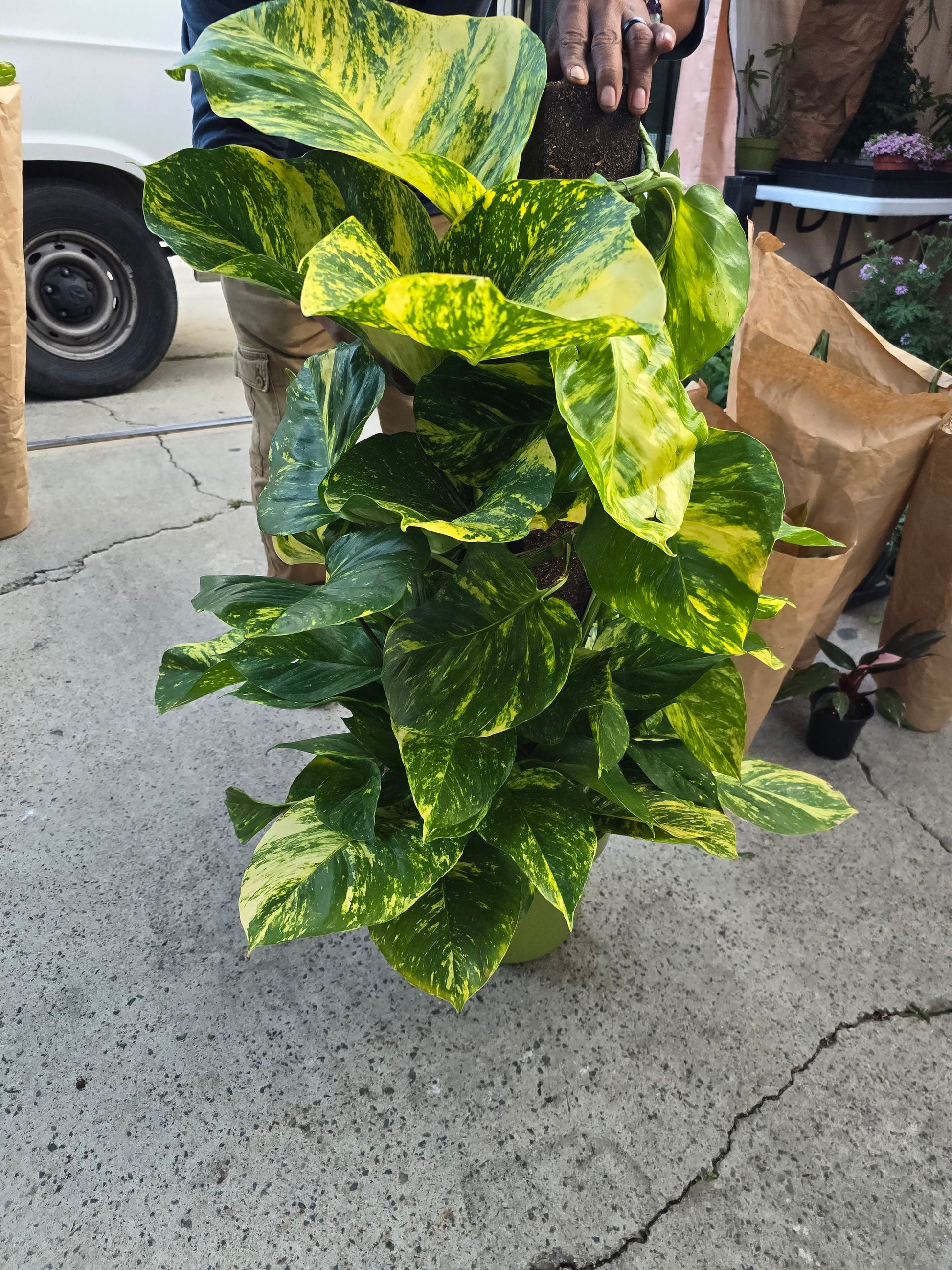 hawaiin pothos voelk-art-plants-house-plants-default-title-10-inch-pot-3-5-ft-tall-with-pole-giant- hawaiian-pothos-plant-get-them-just-like-the-picture-in-usa-