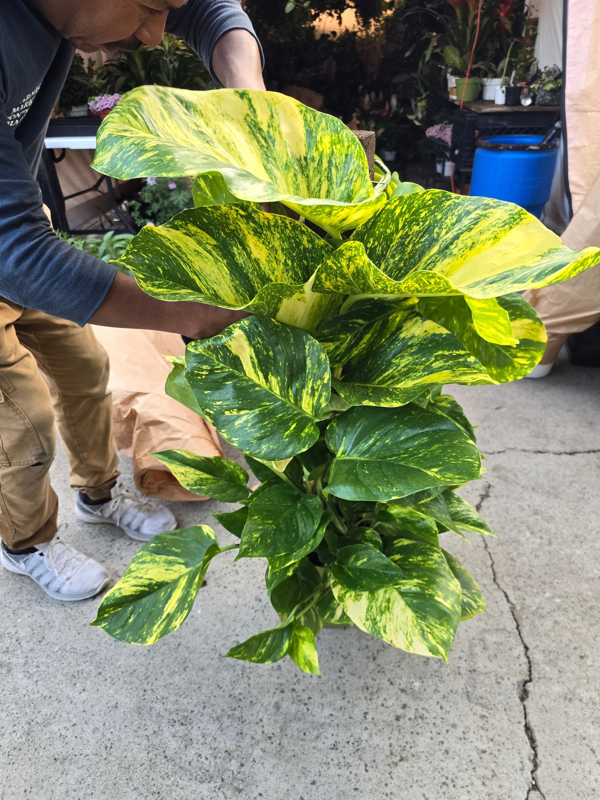 tall golden pothos voelk-art-plants-house-plants-default-title-10-inch-pot-3-5-ft-tall -with-pole-giant-hawaiian-pothos-plant-get-them-just-like-the-picture-in-usa-