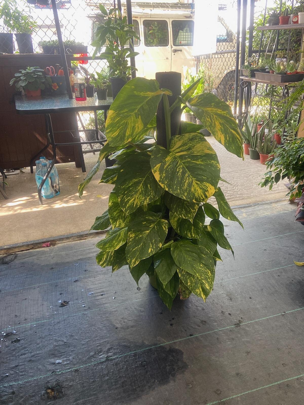 world's largest pothos voelk-art-plants-house-plants-default-title-10-inch-pot-3-5-ft-tall-with-pole-giant-hawaiian- pothos-plant-get-them-just-like-the-picture-in-usa-