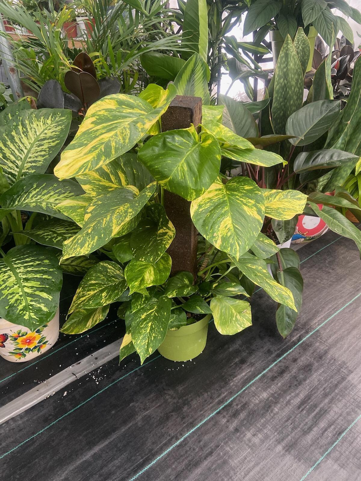 giant hawaiian pothos voelk-art-plants-house-plants-default-title-10-inch-pot-3-5-ft-tall-with-pole- giant-hawaiian-pothos-plant-get-them-just-like-the-picture-in-usa-