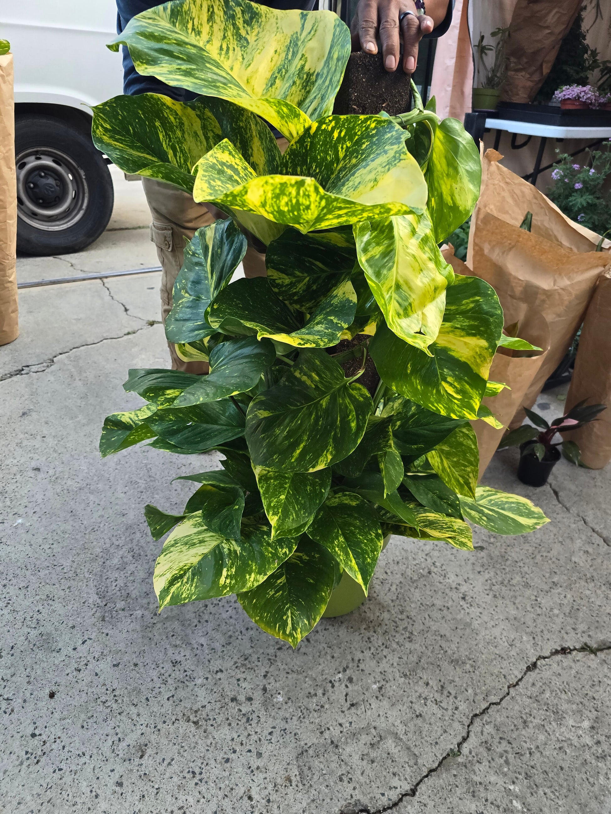 10 inch tall plant pot voelk-art-plants-house-plants-default-title-10-inch-pot-3-5-ft-tall -with-pole-giant-hawaiian-pothos-plant-get-them-just-like-the-picture-in-usa-