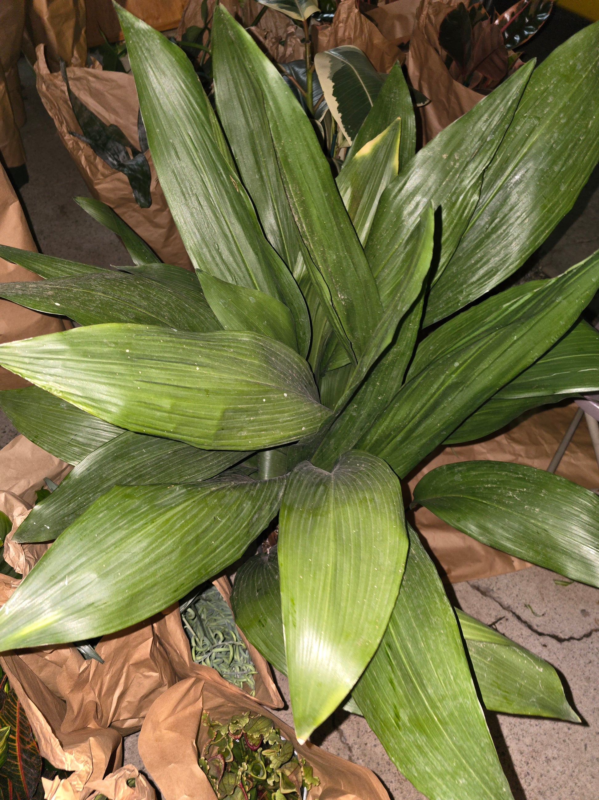 10 Inch Pot- Aspidistra elatior, also known as the cast-iron plant - Pet Friendly - Air Purifier - Easy Care - Get similar - 🪴 Voelk Art & Plants Inc 🪴