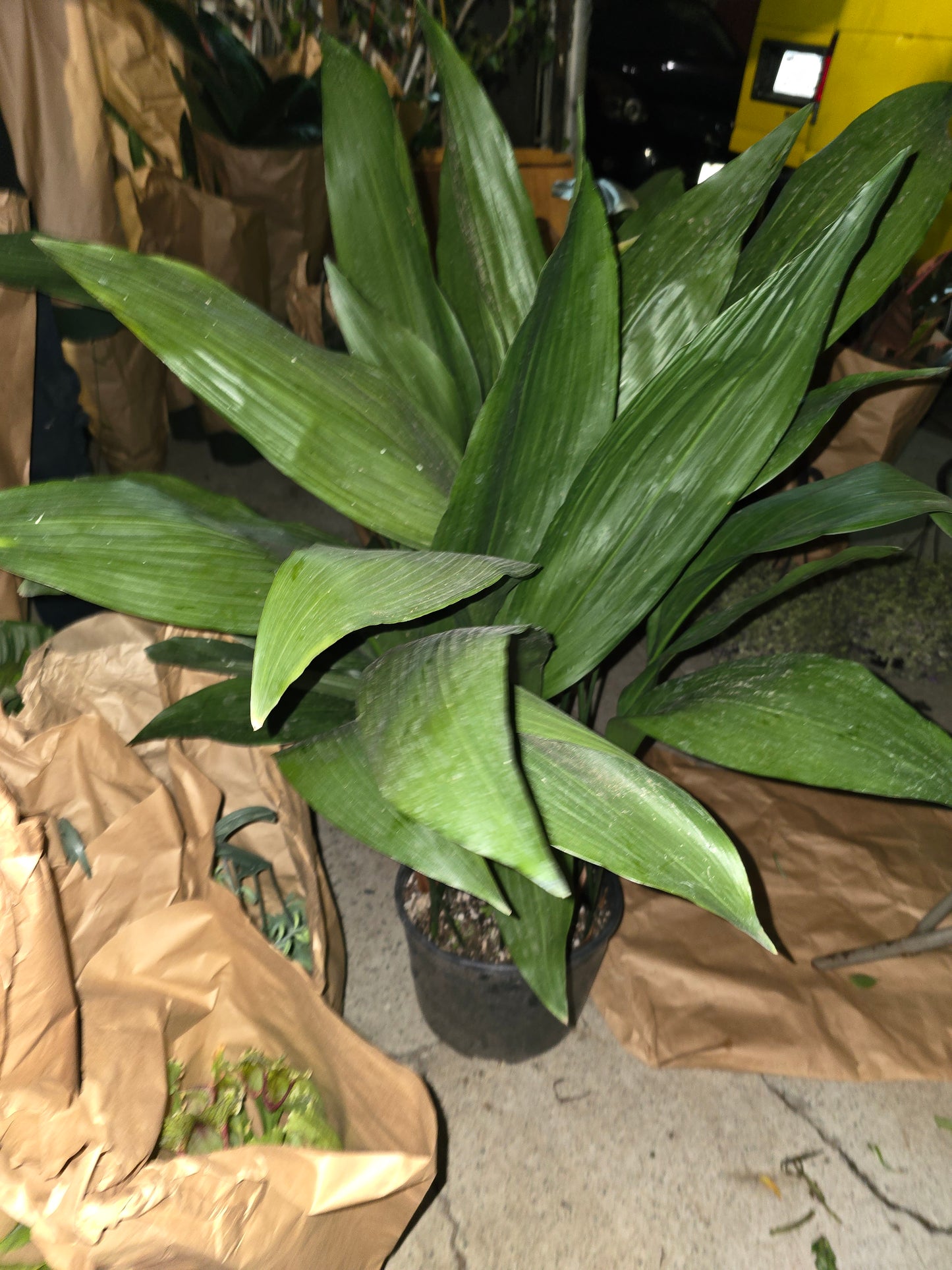 10 Inch Pot- Aspidistra elatior, also known as the cast-iron plant - Pet Friendly - Air Purifier - Easy Care - Get similar - 🪴 Voelk Art & Plants Inc 🪴