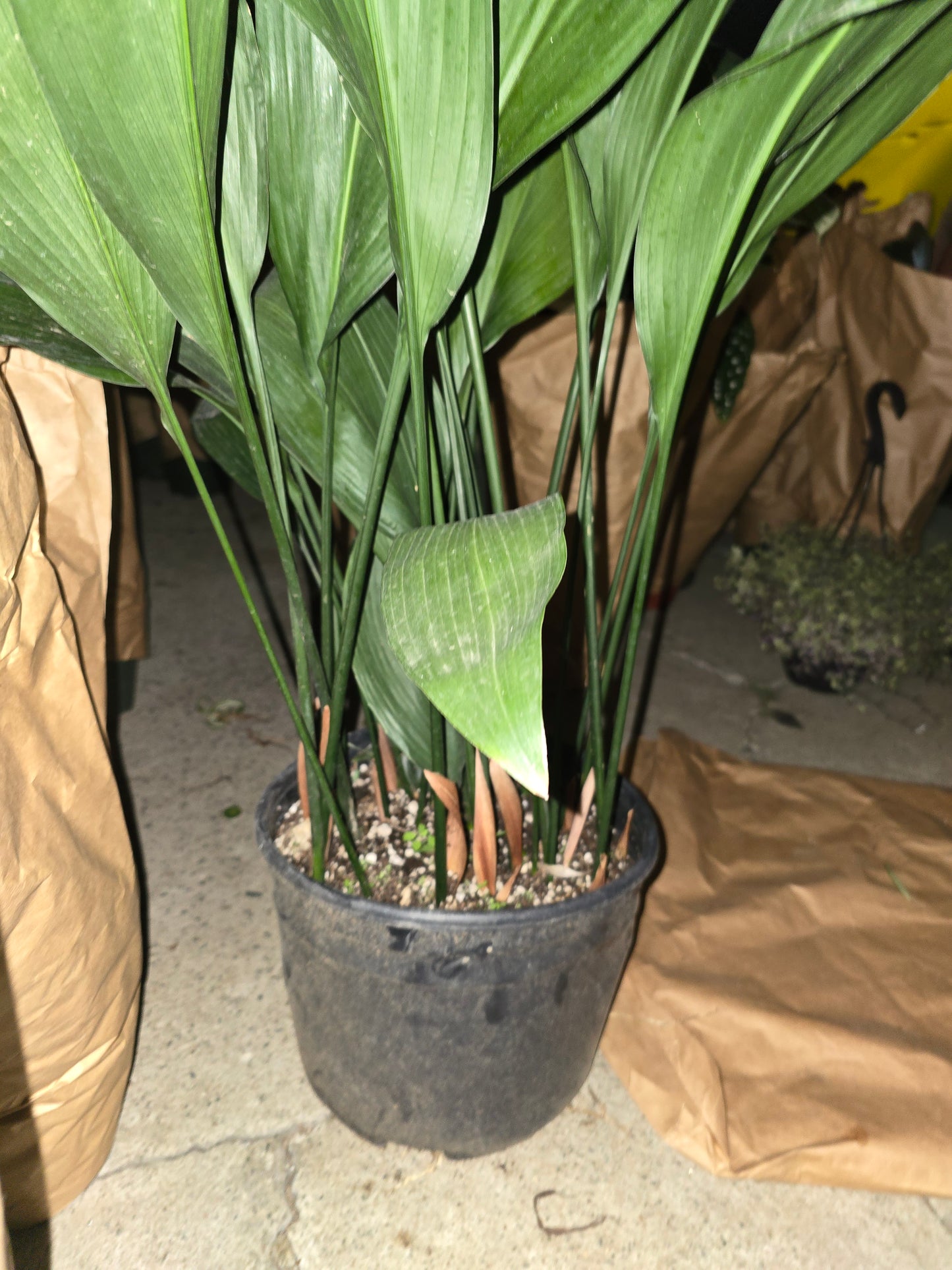 10 Inch Pot- Aspidistra elatior, also known as the cast-iron plant - Pet Friendly - Air Purifier - Easy Care - Get similar - 🪴 Voelk Art & Plants Inc 🪴