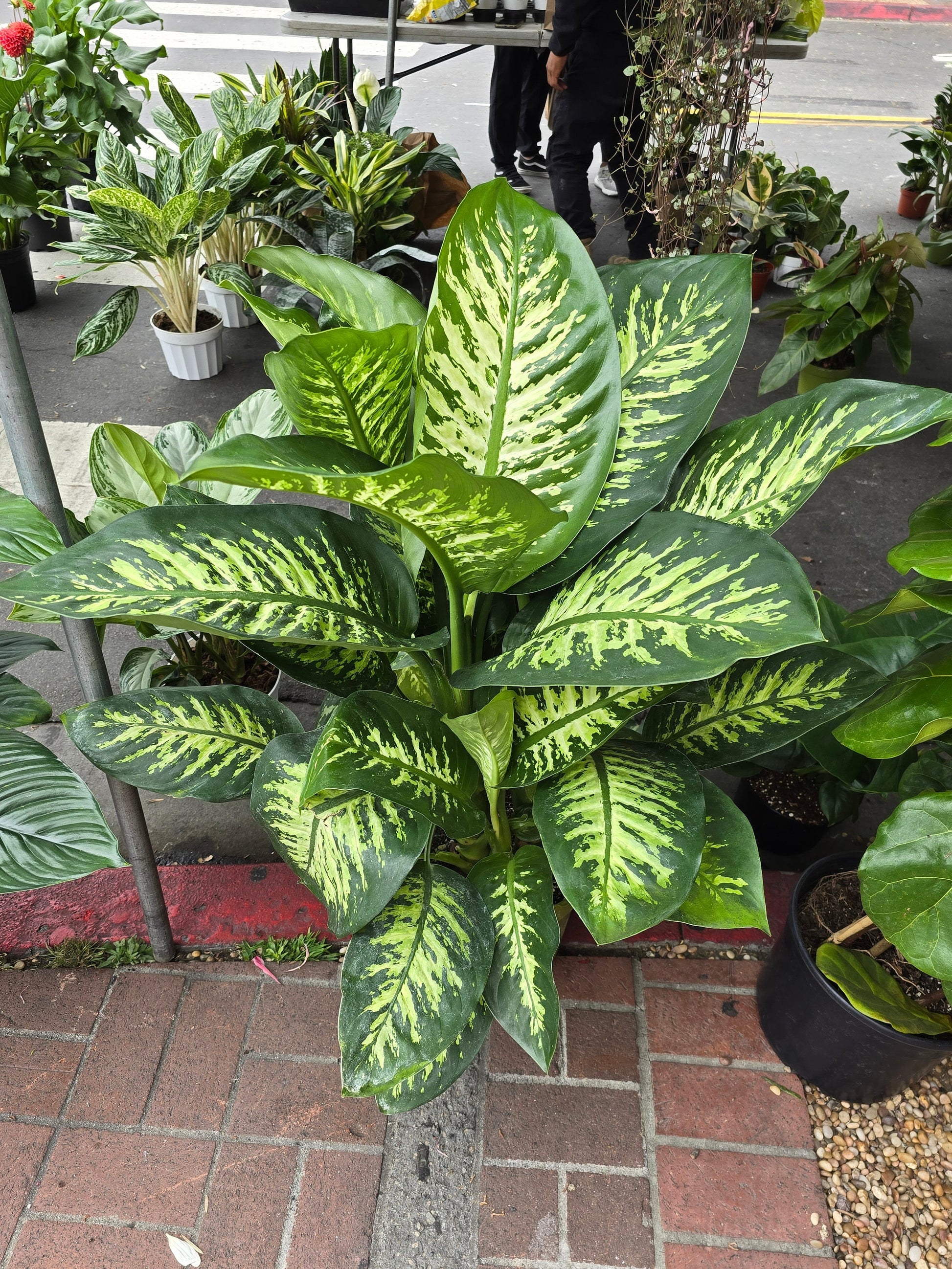 dieffenbachia tall voelk-art-plants-house-plants-default-title-10-inch-pot-giant-xl-3-5-4-ft- tall-dieffenbachia-dumb-cane-indoor-plant-air-purifier-beautiful-decor-get-similar