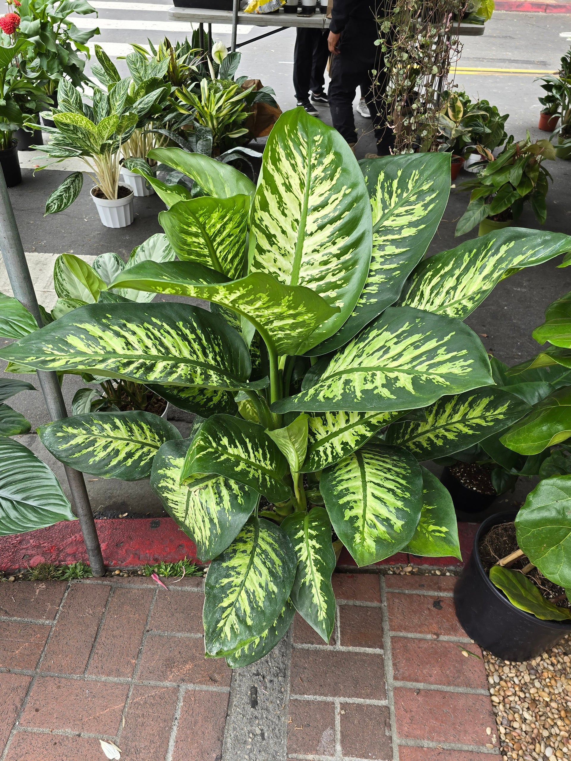 voelk-art-plants-house-plants-default-title-10-inch-pot-giant -xl-3-5-4-ft-tall-dieffenbachia-dumb-cane-indoor-plant-air-purifier-beautiful-decor-get-similar  