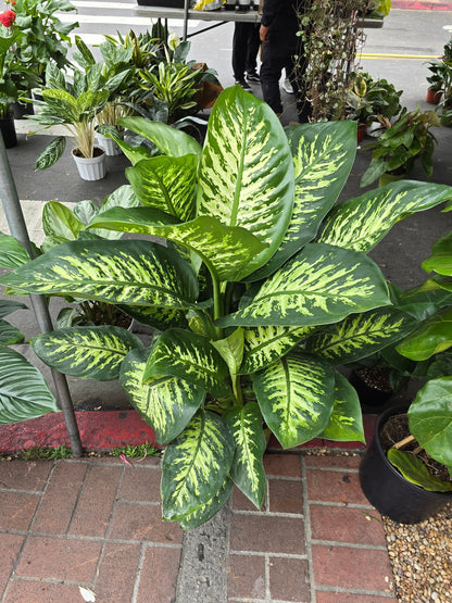 10 Inch Pot- Giant XL 3.5-4 ft. tall Dieffenbachia Dumb Cane Indoor Plant Air Purifier Beautiful decor - Get similar to the picfure - 🪴 Voelk Art & Plants Inc 🪴