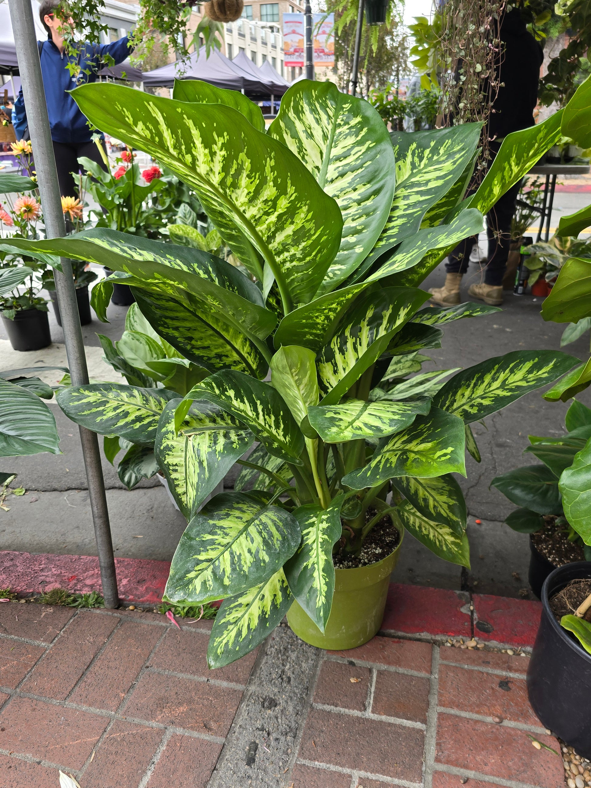 10 Inch Pot- Giant XL 3.5-4 ft. tall Dieffenbachia Dumb Cane Indoor Plant Air Purifier Beautiful decor - Get similar to the picfure - 🪴 Voelk Art & Plants Inc 🪴
