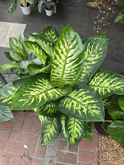 10 Inch Pot- Giant XL 3.5-4 ft. tall Dieffenbachia Dumb Cane Indoor Plant Air Purifier Beautiful decor - Get similar to the picfure - 🪴 Voelk Art & Plants Inc 🪴