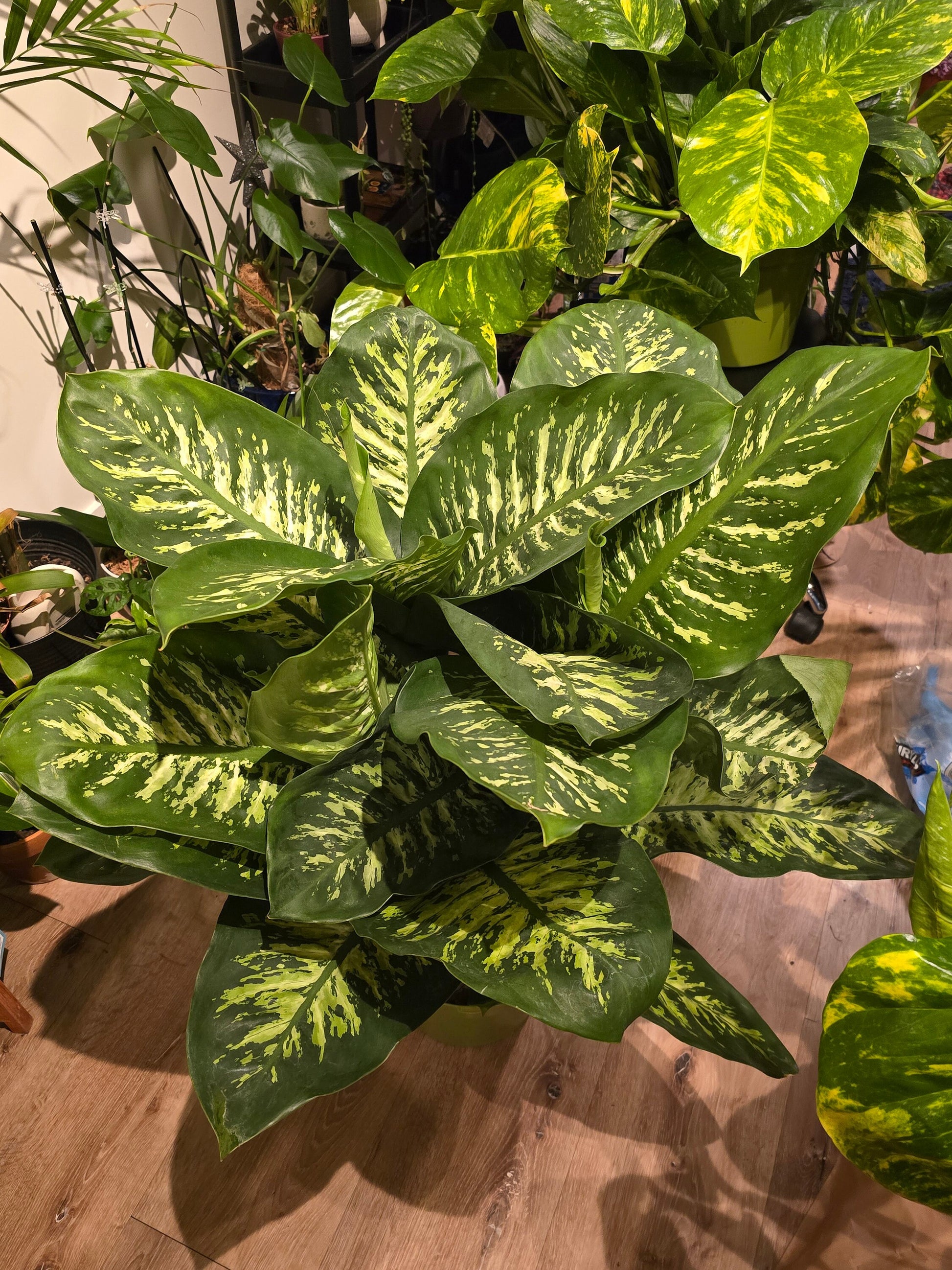10 Inch Pot- Giant XL 3.5-4 ft. tall Dieffenbachia Dumb Cane Indoor Plant Air Purifier Beautiful decor - Get similar to the picfure - 🪴 Voelk Art & Plants Inc 🪴