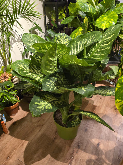 10 Inch Pot- Giant XL 3.5-4 ft. tall Dieffenbachia Dumb Cane Indoor Plant Air Purifier Beautiful decor - Get similar to the picfure - 🪴 Voelk Art & Plants Inc 🪴
