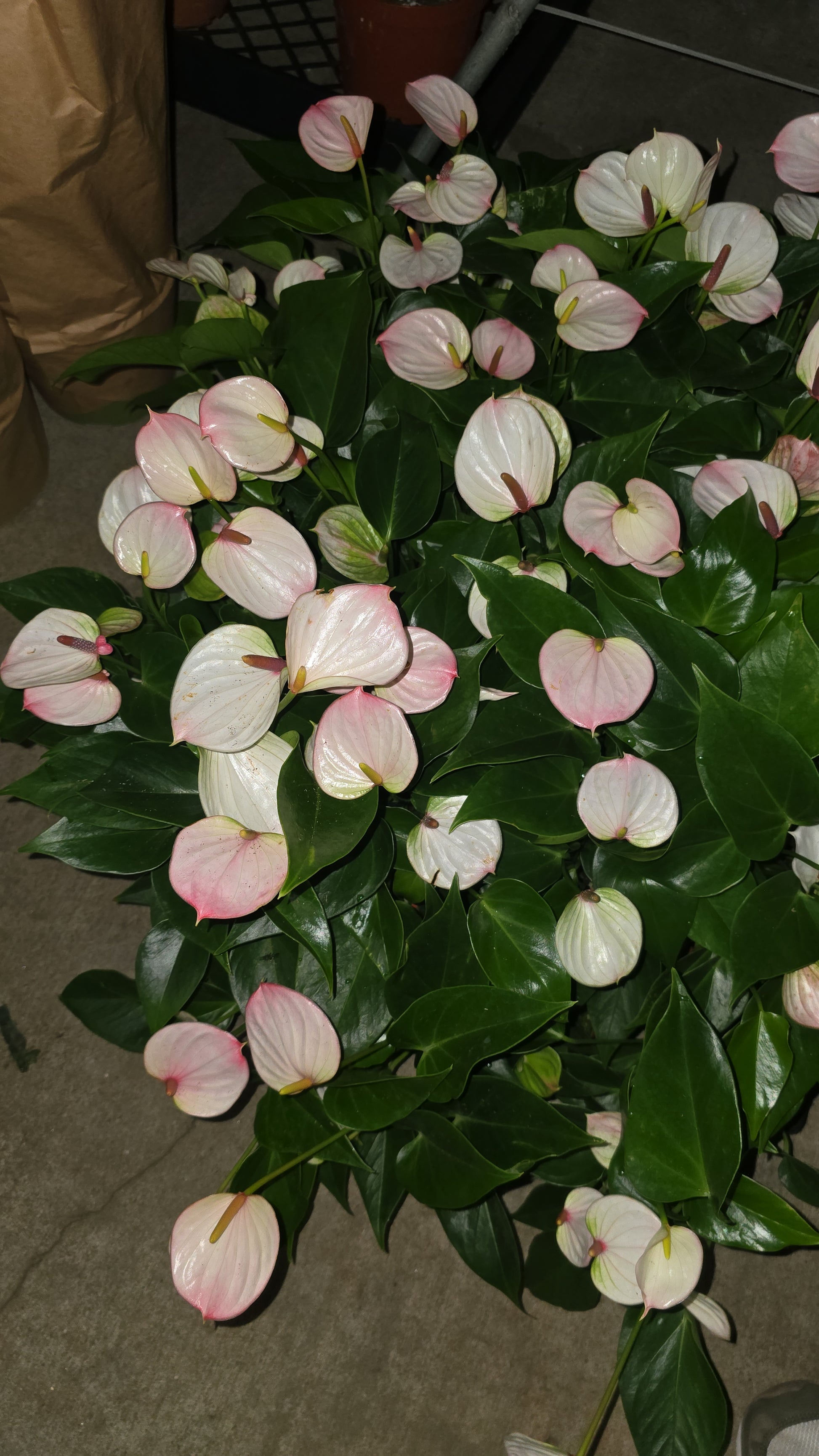 anthurium blooming purple 4 inch Pot - Anthurium lyla Purple Andraeanum