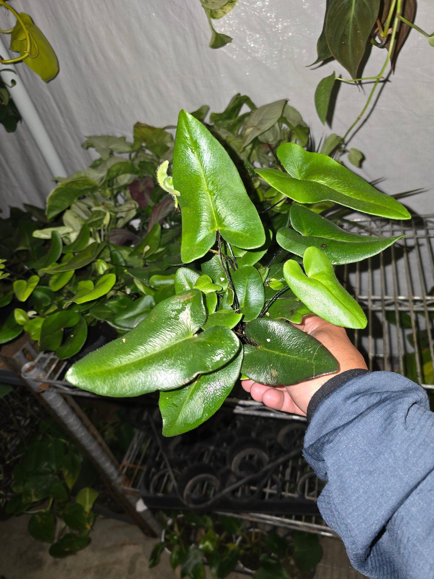 4 inch Pot - Heart Fern get similar to picture - 🪴 Voelk Art & Plants Inc 🪴