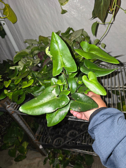 4 inch Pot - Heart Fern get similar to picture - 🪴 Voelk Art & Plants Inc 🪴