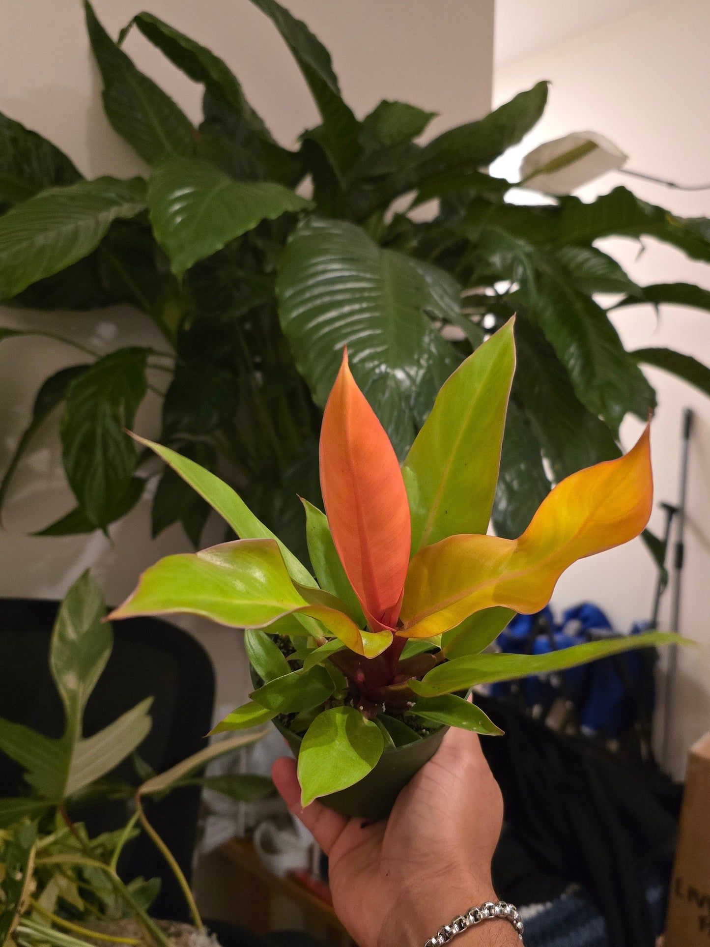 4 inch pot - Philodendron ‘Prince of Orange’, Prince of Orange Philodendron- Get similar to the picture - 🪴 Voelk Art & Plants Inc 🪴