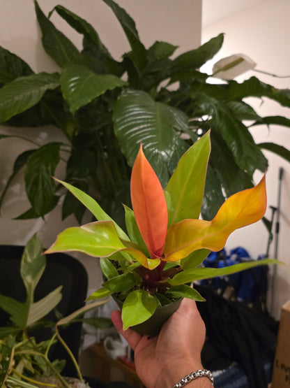 4 inch pot - Philodendron ‘Prince of Orange’, Prince of Orange Philodendron- Get similar to the picture - 🪴 Voelk Art & Plants Inc 🪴