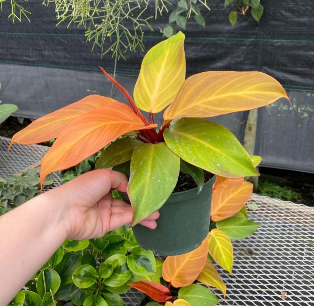 4 inch pot - Philodendron ‘Prince of Orange’, Prince of Orange Philodendron- Get similar to the picture - 🪴 Voelk Art & Plants Inc 🪴