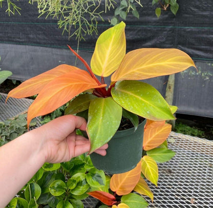 4 inch pot - Philodendron ‘Prince of Orange’, Prince of Orange Philodendron- Get similar to the picture - 🪴 Voelk Art & Plants Inc 🪴